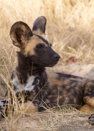 0902_Ngala Tented Camp_067.jpg